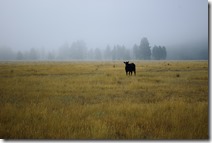 cow pasture campsite-5