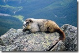 marmots on bald hills-2