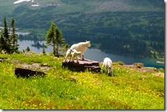 mountain goats at hidden lake-1